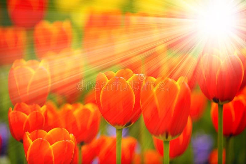 Tulpenblumen mit Sonnenstrahlen