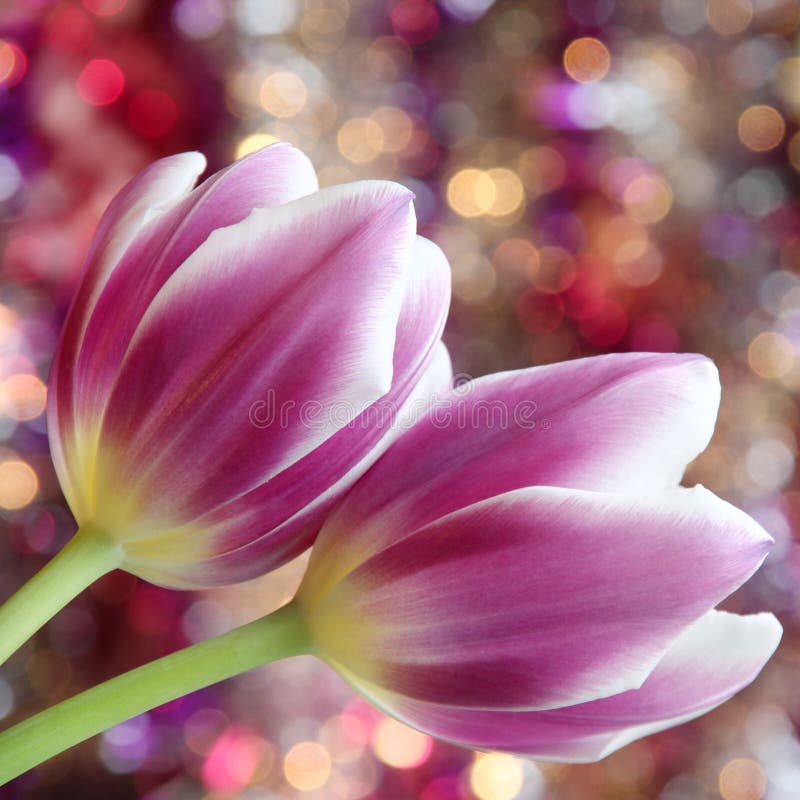 Tulpenblumen: Mutter-Tagesvalentinsgruß-Fotos auf Lager stockfotos Tulpenblumen: Mutter-Tagesvalentinsgruß-Fotos auf Lager stockfotos