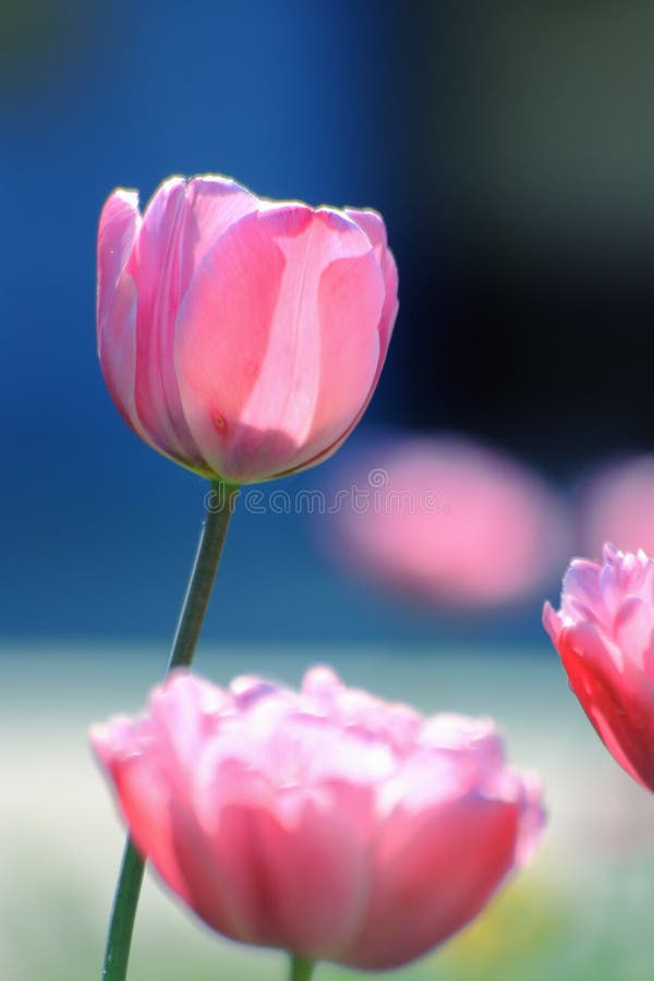 Tulpenhintergrund: Mutter-Tagestulpen - Fotos auf Lager stockfotos Tulpenhintergrund: Mutter-Tagestulpen - Fotos auf Lager stockfotos