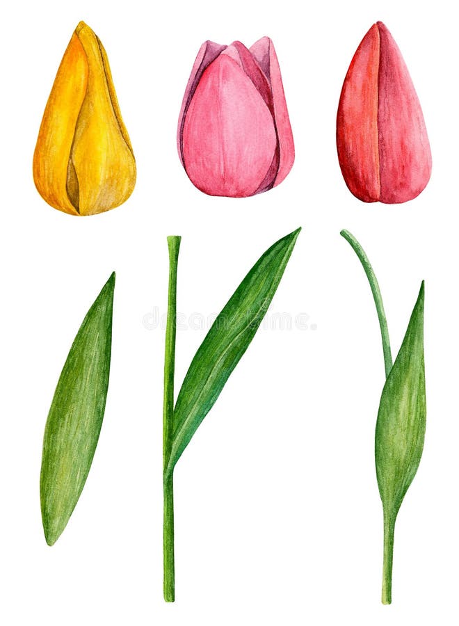 Tulpenvektorclipart vektor abbildung Tulpenvektorclipart vektor abbildung
