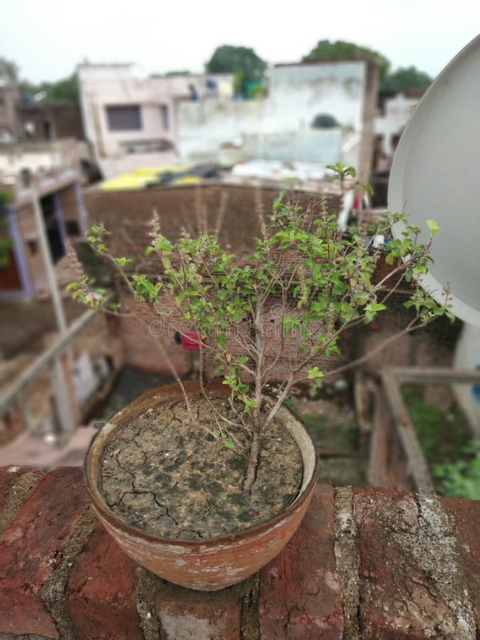 Tulsi royaltyfria foton Tulsi royaltyfria foton