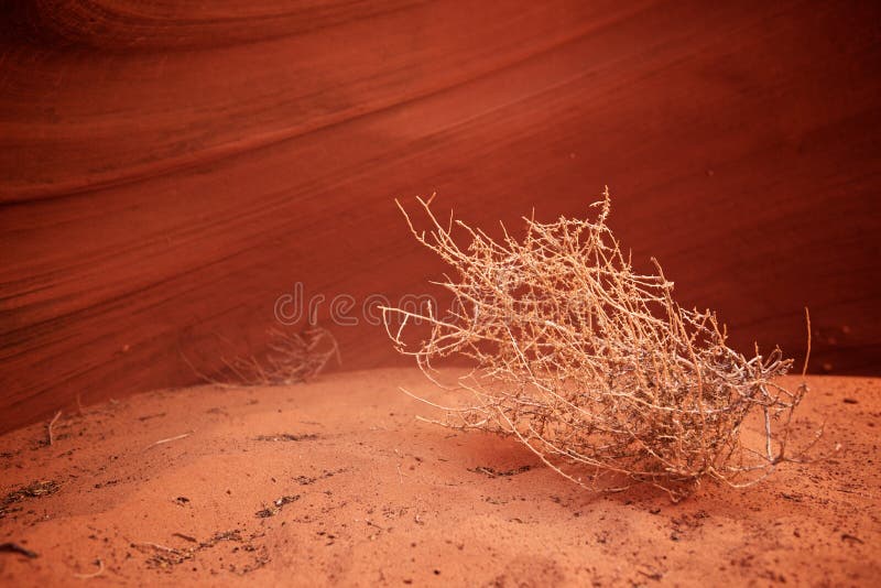 Tumbleweed In Canyon