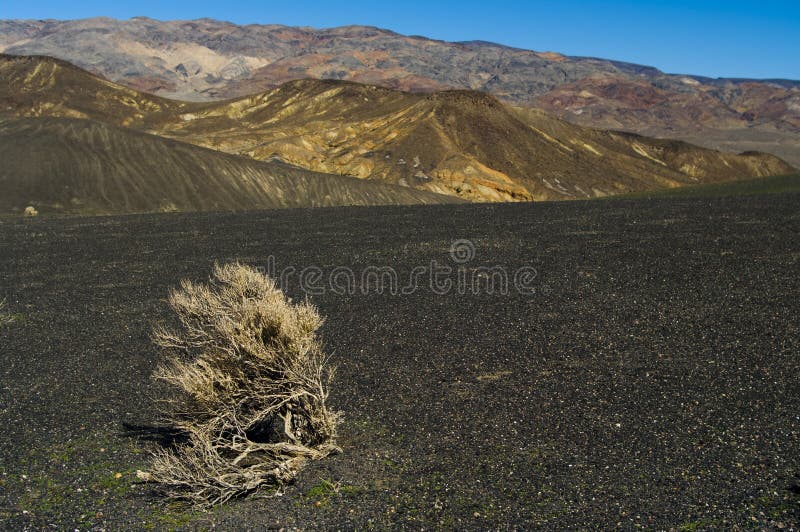 Tumbleweed in the desert