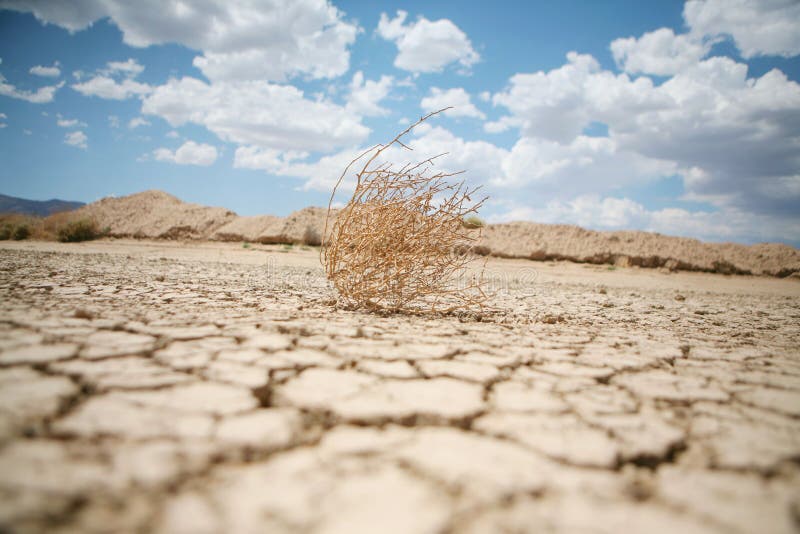 Fotografie tumbleweed na zamračený den v poušti v Jižní Nevadě.