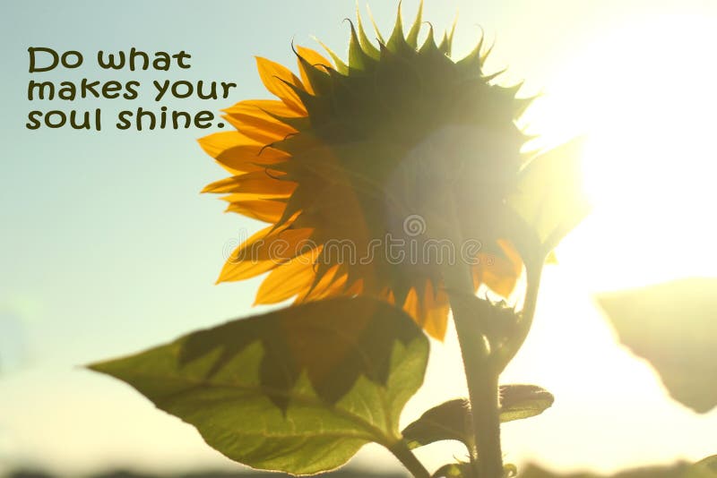 Inspirational motivational quote- do what makes your soul shine. With morning sunlight  shine touch sunflower from back as illustration, white clouds and blue sky background. Words of wisdom concept with nature. Inspirational motivational quote- do what makes your soul shine. With morning sunlight  shine touch sunflower from back as illustration, white clouds and blue sky background. Words of wisdom concept with nature