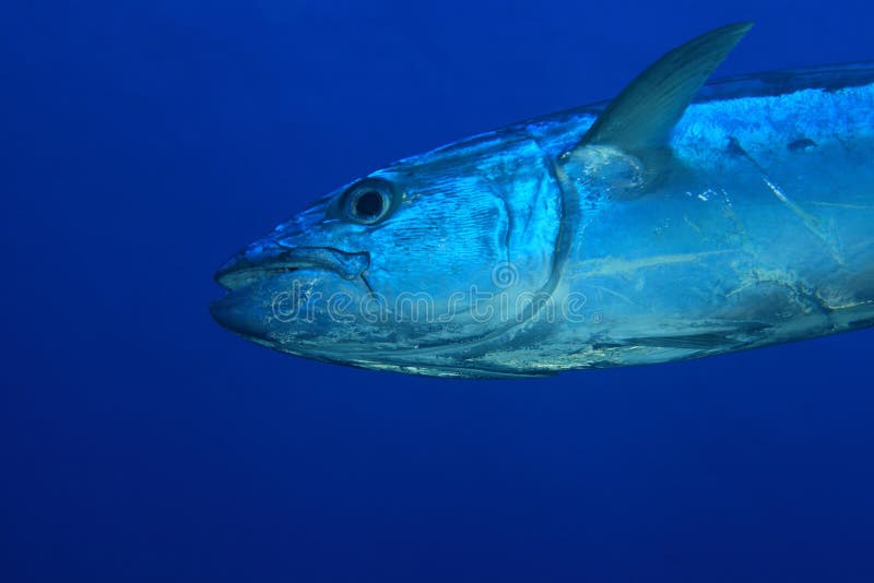 Mahi mahi or dolphin fish stock image. Image of fishery 29013109