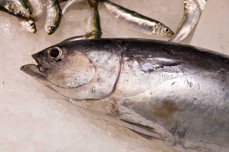 Tuna fish stock image. Image of eating, background, mullet 7646865
