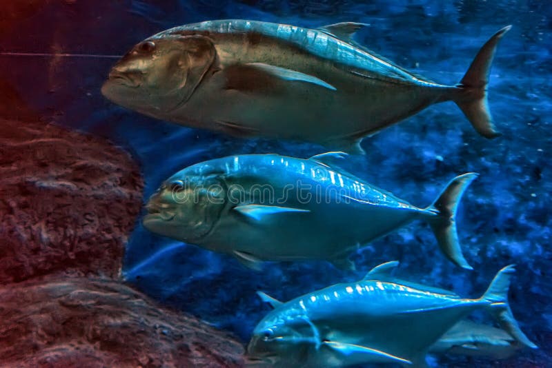 Tuna fish in the aquarium stock photo. Image of aquarium 173891310