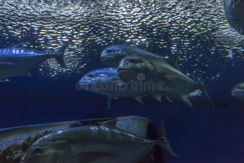 Tuna fish in the aquarium stock image. Image of relaxation 173892009