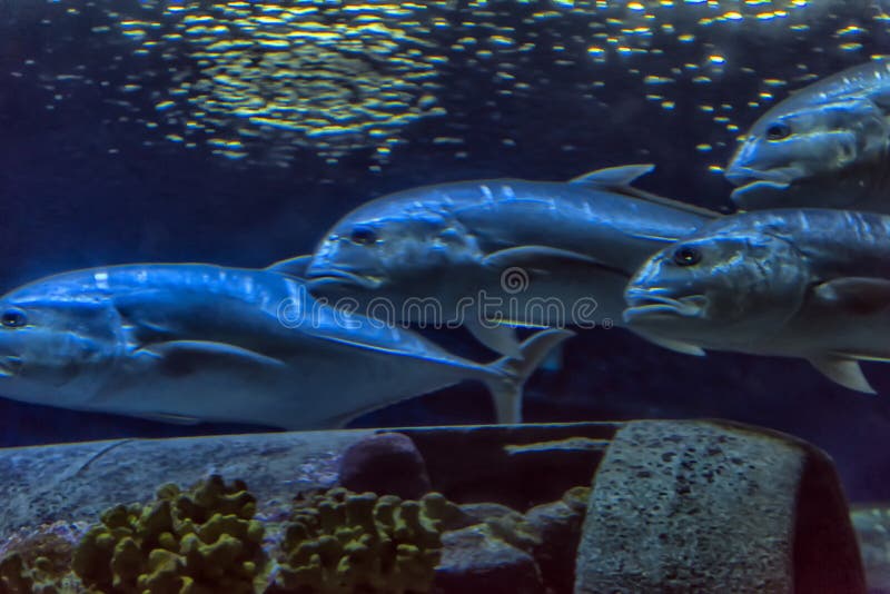 Tuna fish in the aquarium stock image. Image of creature 173892063