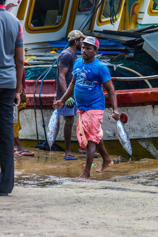 Tuna fish bringing to land from boats in Mirissa Harbour, Sri Lanka