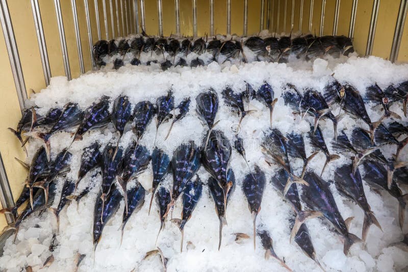 Tuna fish iced in Mirissa Harbour, Sri Lanka