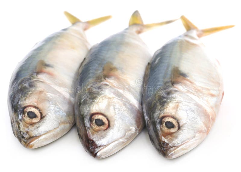 Tuna fish stock photo. Image of white, marine, over, isolated 71274536