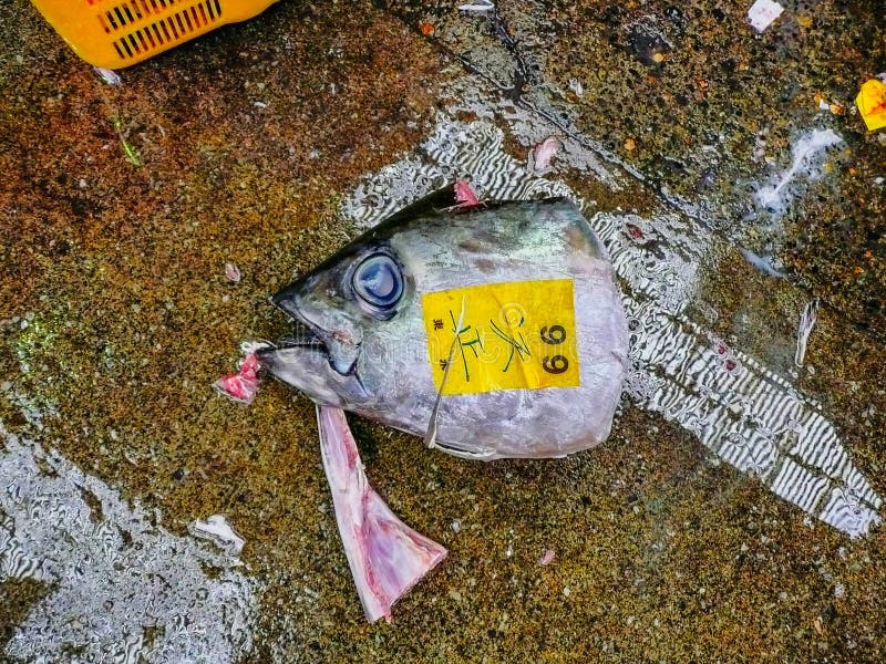 Tuna Head stock image. Image of prefecture, tuna, blood 43445373