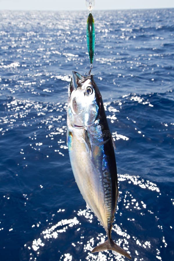 Tuna Mediterranean Big Game Fishing Stock Photo Image of catch, seafood 25549782
