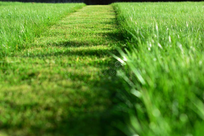 Tunderea gazonului. o perspectivă a ierbii verzi, fâșii tăiate stock photos