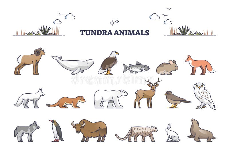 Tundra Animals Collection with Natural Habitat Creatures Type Outline Set  Stock Vector - Illustration of concept, animals: 246305446