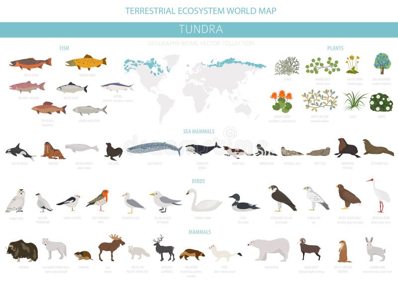 Taiga biome, boreal snow forest. Terrestrial ecosystem world map. Animals,  birds, fish and plants infographic design, Stock vector