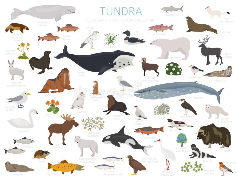 Terrestrial Animals Stock Illustrations – 422 Terrestrial Animals Stock  Illustrations, Vectors & Clipart - Dreamstime