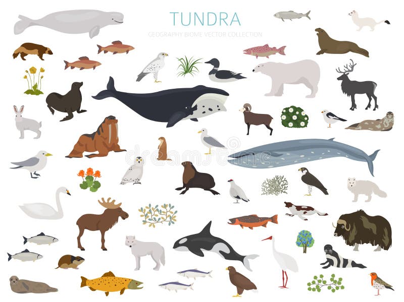 Tundra Biome. Terrestrial Ecosystem World Map Stock Vector - Illustration  of animal, area: 137929099
