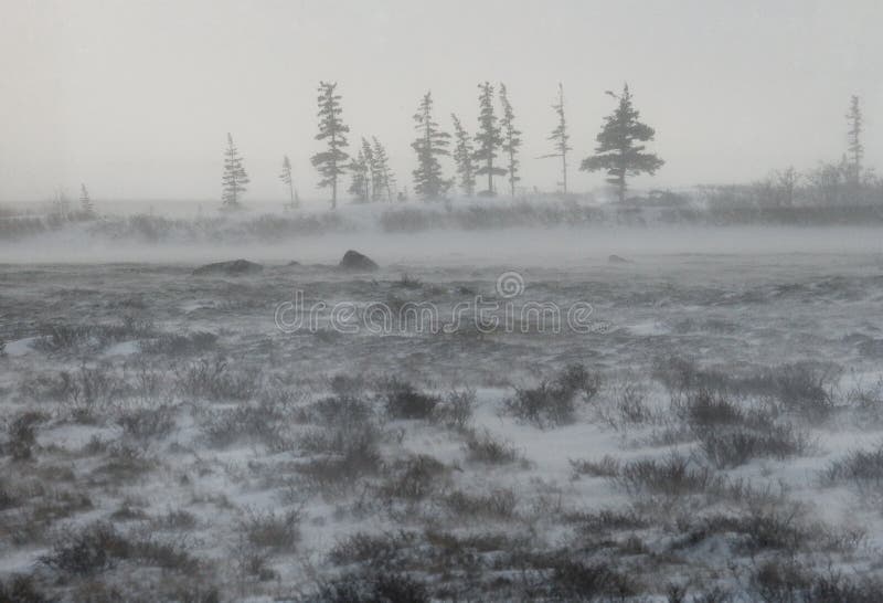 Tundra canadese Parco nazionale di Churchill, Canada Paesaggio artico