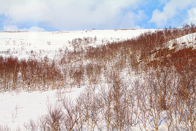 Tundra Della Montagna Della Lapponia In Primavera Estensione Innevata E
