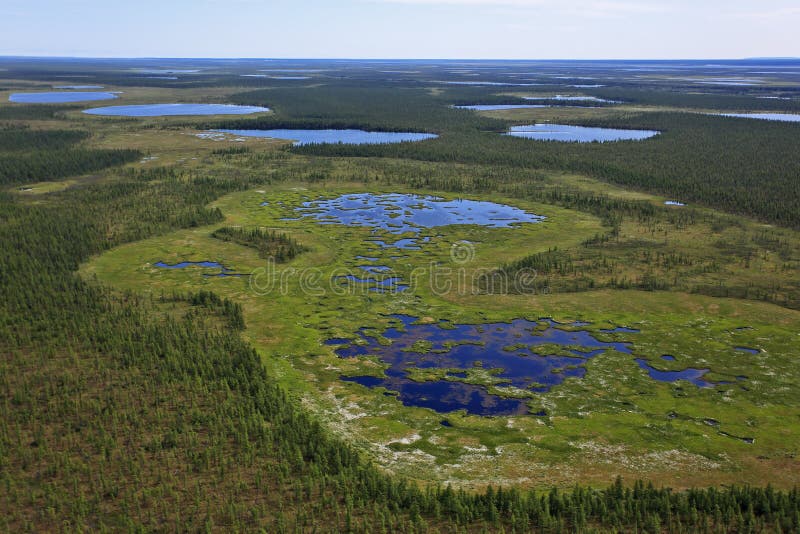 Tundra landscape in summer