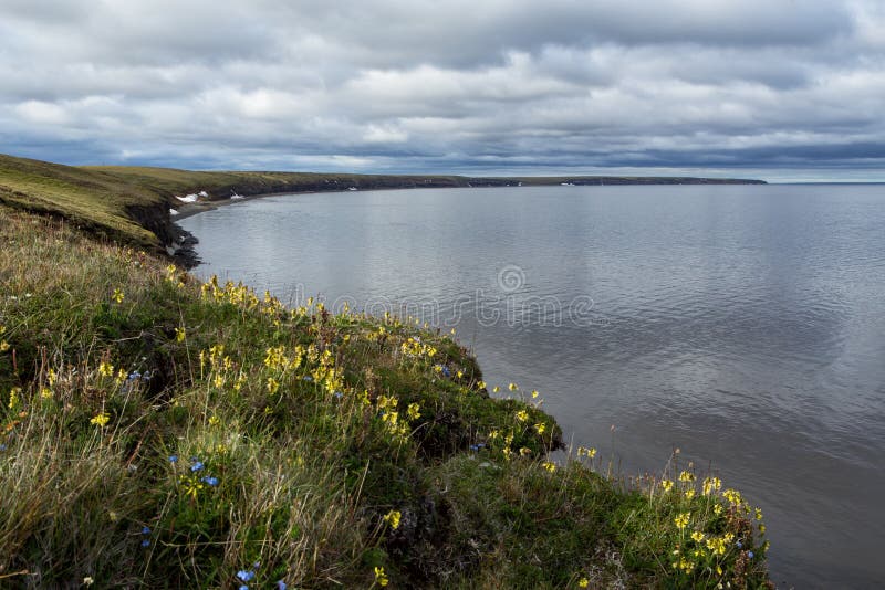Tundra mit Blumen auf dem Strand lizenzfreie stockbilder Tundra mit Blumen auf dem Strand lizenzfreie stockbilder