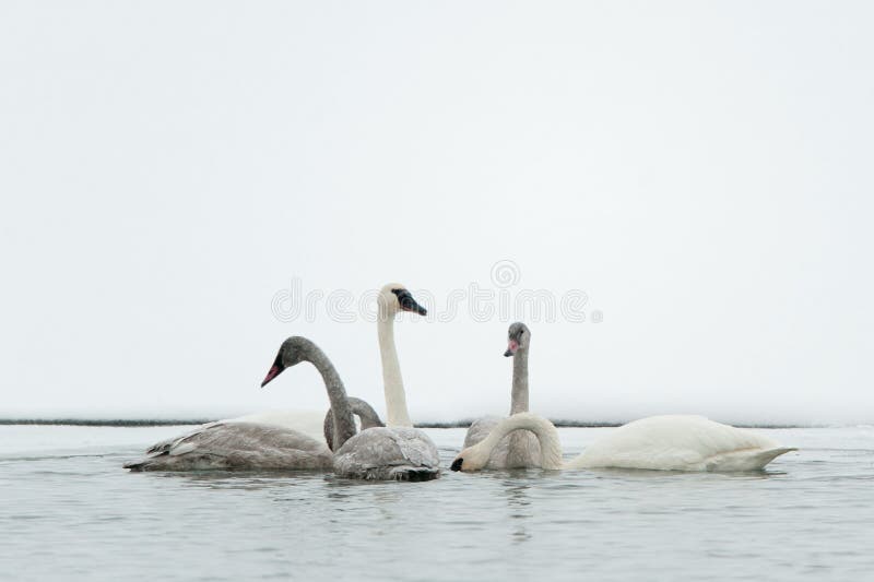 Tundra Swan (Cygnus columbianus)