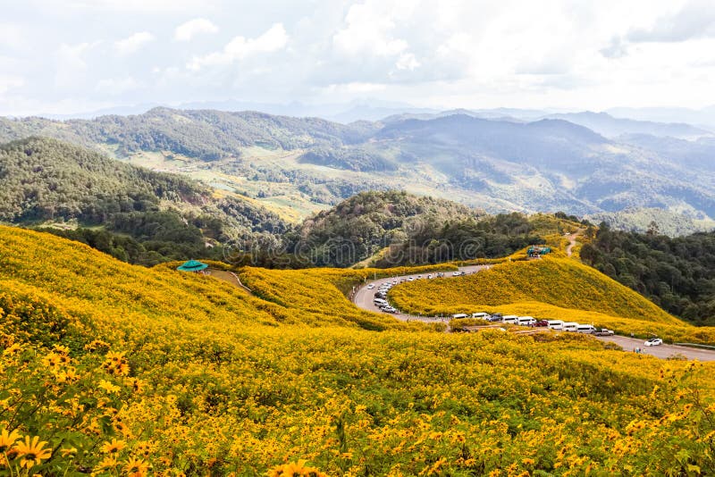 Tung Bua Tong Mexican sunflower under blue sky in Maehongson.Chiangmai, Thailand royalty free stock images Tung Bua Tong Mexican sunflower under blue sky in Maehongson.Chiangmai, Thailand royalty free stock images