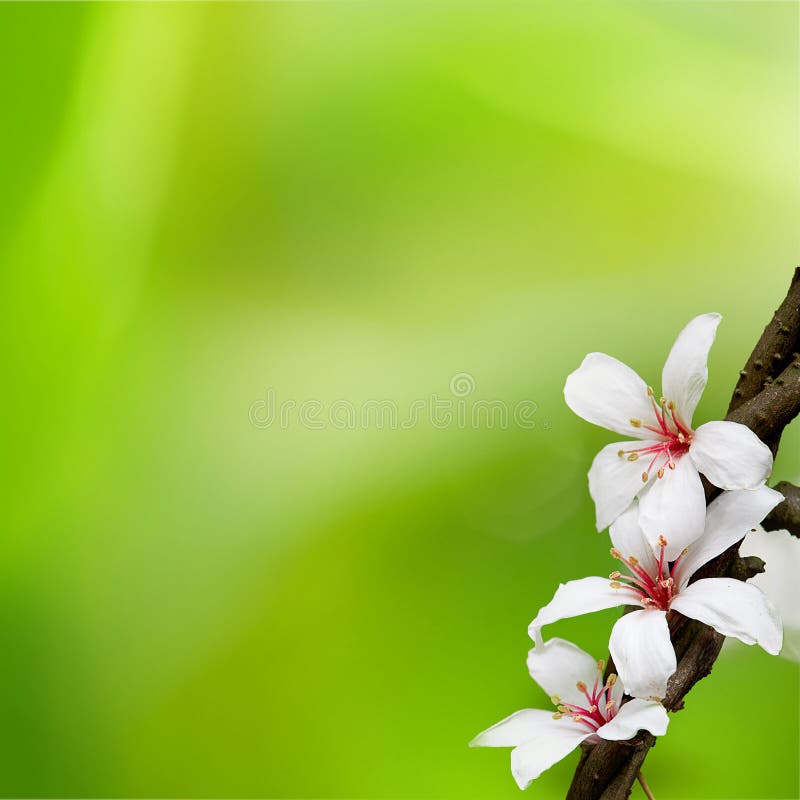 TUNG TREE FLOWER in May stock image. Image of forest 30806809
