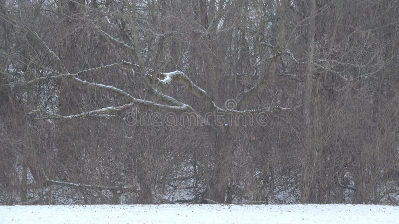 Tungt snöfall framme av en trädlinje