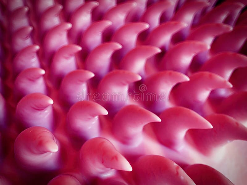 SEM style illustration of the tongue surface. SEM style illustration of the tongue surface