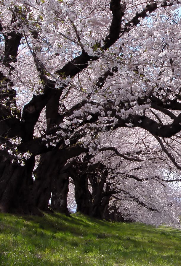 Interesting perspective under a cherry trees row in blossom-Ogawara,Japan Browse my Japanese landmarks collection. Interesting perspective under a cherry trees row in blossom-Ogawara,Japan Browse my Japanese landmarks collection.