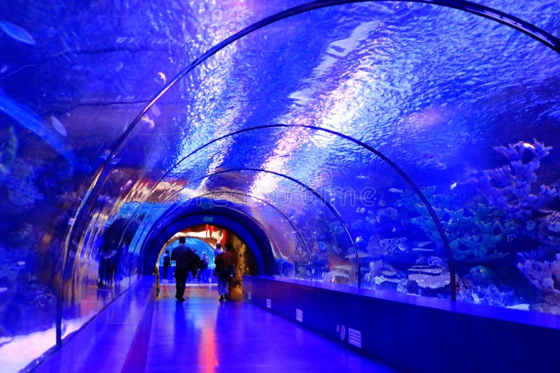 Shark Tunnel Aquarium Turkey Stock Photos Free & RoyaltyFree Stock Photos from Dreamstime