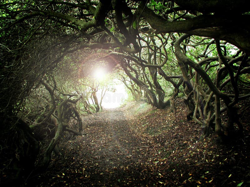 Tunnel d'arbre photos libres de droits Tunnel d'arbre photos libres de droits
