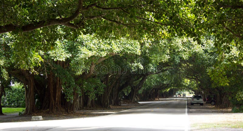 A tree tunnel along the Old Cutler Road in Coral Gables in Florida, USA, with old Banyan trees. A tree tunnel along the Old Cutler Road in Coral Gables in Florida, USA, with old Banyan trees.