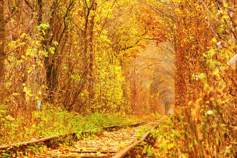 Tunnel dell'amore di autunno di caduta in Klevan Ucraina. Tunnel dell'amore di autunno di caduta Il tunnel si è formato dagli alberi e dai cespugli lungo una vecchia ferrovia in Klevan Ucraina