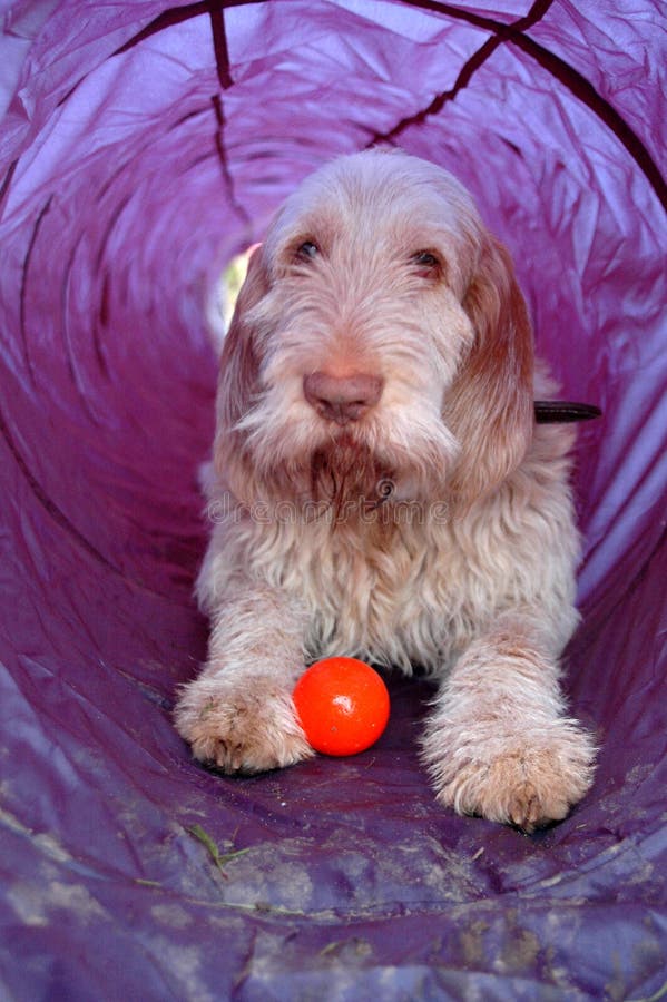 TunnelHund stockfoto. Bild von hund, tunnel 12152474