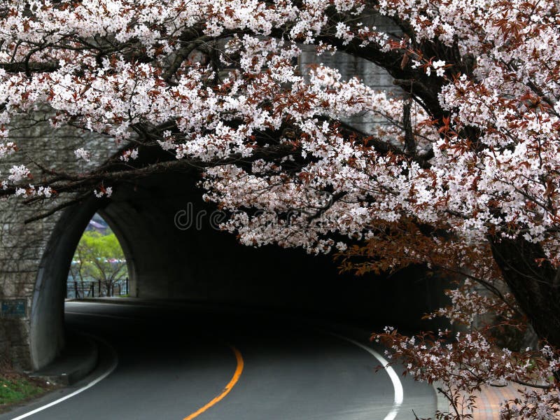 Tunnel mit Kirschblüte im Frühjahr stockfotografie Tunnel mit Kirschblüte im Frühjahr stockfotografie