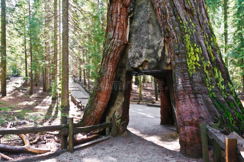 Tunnel in sequoia