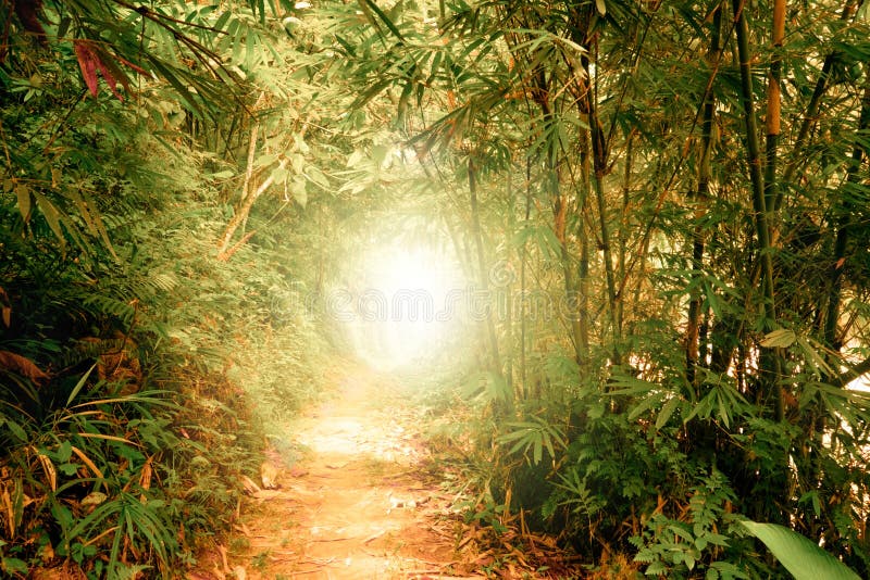 Surreal colors of fantasy landscape at tropical jungle forest with sun rays shining through tunnel in dense vegetation. Surreal colors of fantasy landscape at tropical jungle forest with sun rays shining through tunnel in dense vegetation