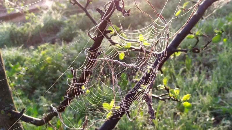 Tunt kub på grenarna av ett gammalt träd. en spindel vävade ett nät på en buske tidigt på morgonen. kamerarörelser uppifrån och up