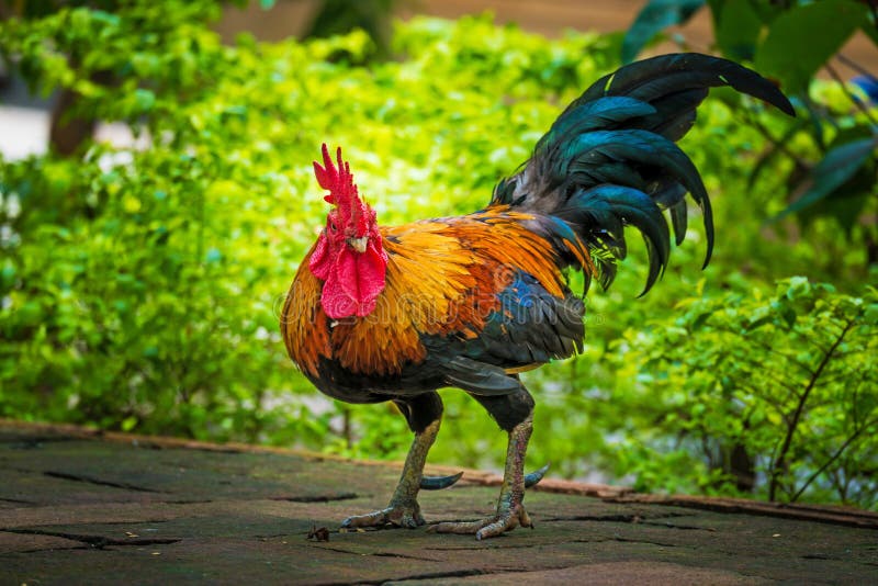 Photo of the Rooster on the ground. Photo of the Rooster on the ground