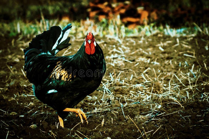 Tuppar och hönor royaltyfri fotografi