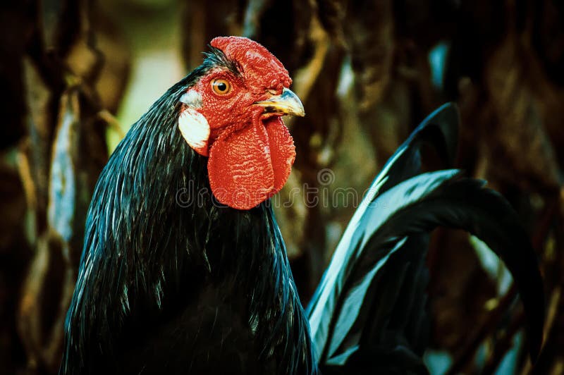 Tuppar och hönor arkivbild