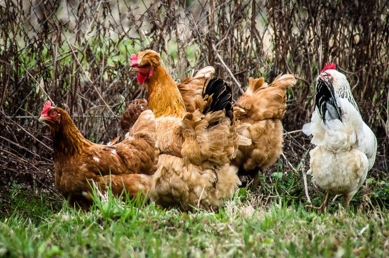 Tuppar och hönor royaltyfri fotografi