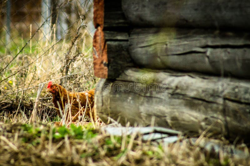 Tuppar och hönor fotografering för bildbyråer