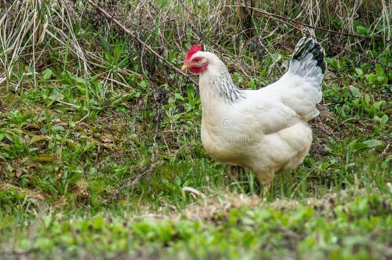 Tuppar och hönor arkivfoto