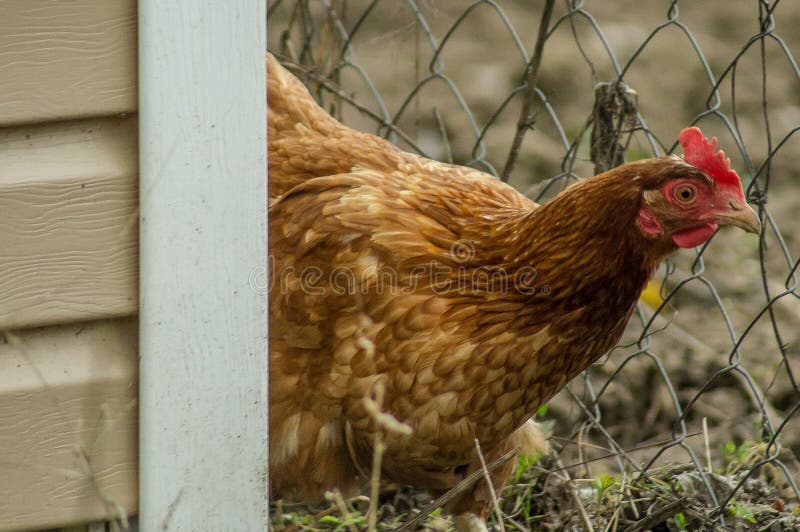 Tuppar och hönor royaltyfri foto
